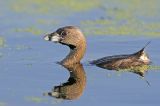 Pied-billed Grebe