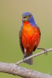 Painted Bunting