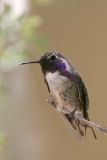 Costas Hummingbird