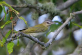 Red-eyed Vireo