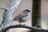 Yellow-eyed Junco