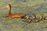 Black-bellied Whistling-Duck