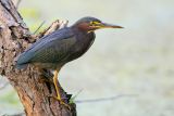 Green Heron