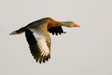 Black-bellied Whistling-Duck