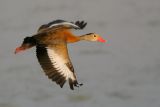 Black-bellied Whistling-Duck
