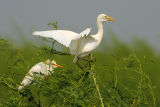 Cattle Egret