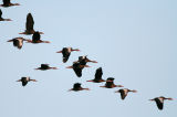 Black-bellied Whistling-Duck