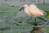 Snowy Egret