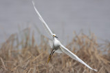 Snowy Egret