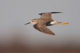 Lesser Yellowlegs