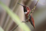 Allens Hummingbird