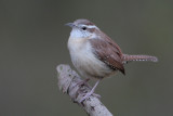 Carolina Wren