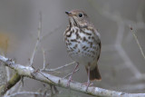 Hermit Thrush