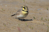 Horned Lark