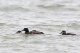 White-winged Scoter and Surf Scoters