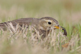 American Pipit