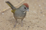 Green-tailed Towhee