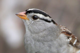 White-crowned Sparrow “gambelli”