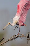 Roseate Spoonbill