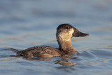 Ruddy Duck