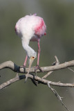 Roseate Spoonbill