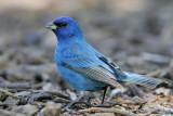 Indigo Bunting