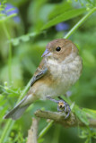 Indigo Bunting