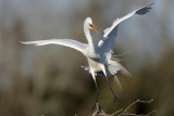 Great Egret