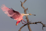 Roseate Spoonbill