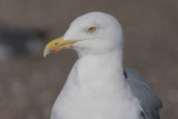 Herring Gull