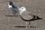 Herring Gull