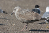 Herring Gull