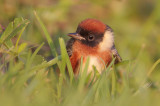 Bay-breasted Warbler