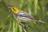 Black-throated Green Warbler