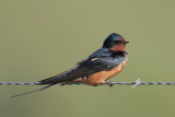 Barn Swallow