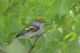 Chestnut-sided Warbler