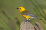 Prothonotary Warbler