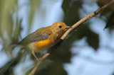 Prothonotary Warbler