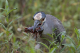 Yellow-crowned Night-Heron