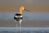 American Avocet