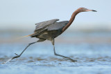 Reddish Egret