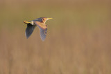 Least Bittern