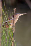 Least Bittern