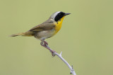 Common Yellowthroat