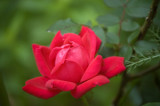 DSC_7064-Rose-Web-sent---Te.jpg