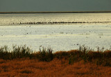 Canada Geese, Tule Lake National Wildlife Refuge, Tule Lake, California, 2008