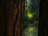 McCloud River, California, 2008