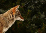 Coyote, Yellowstone National Park, Wyoming, 2008