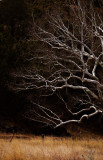 Barren branches, Harshaw, Arizona, 2009