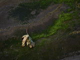 The Lonely Leaf, English Bay, Vancouver, Canada, 2009